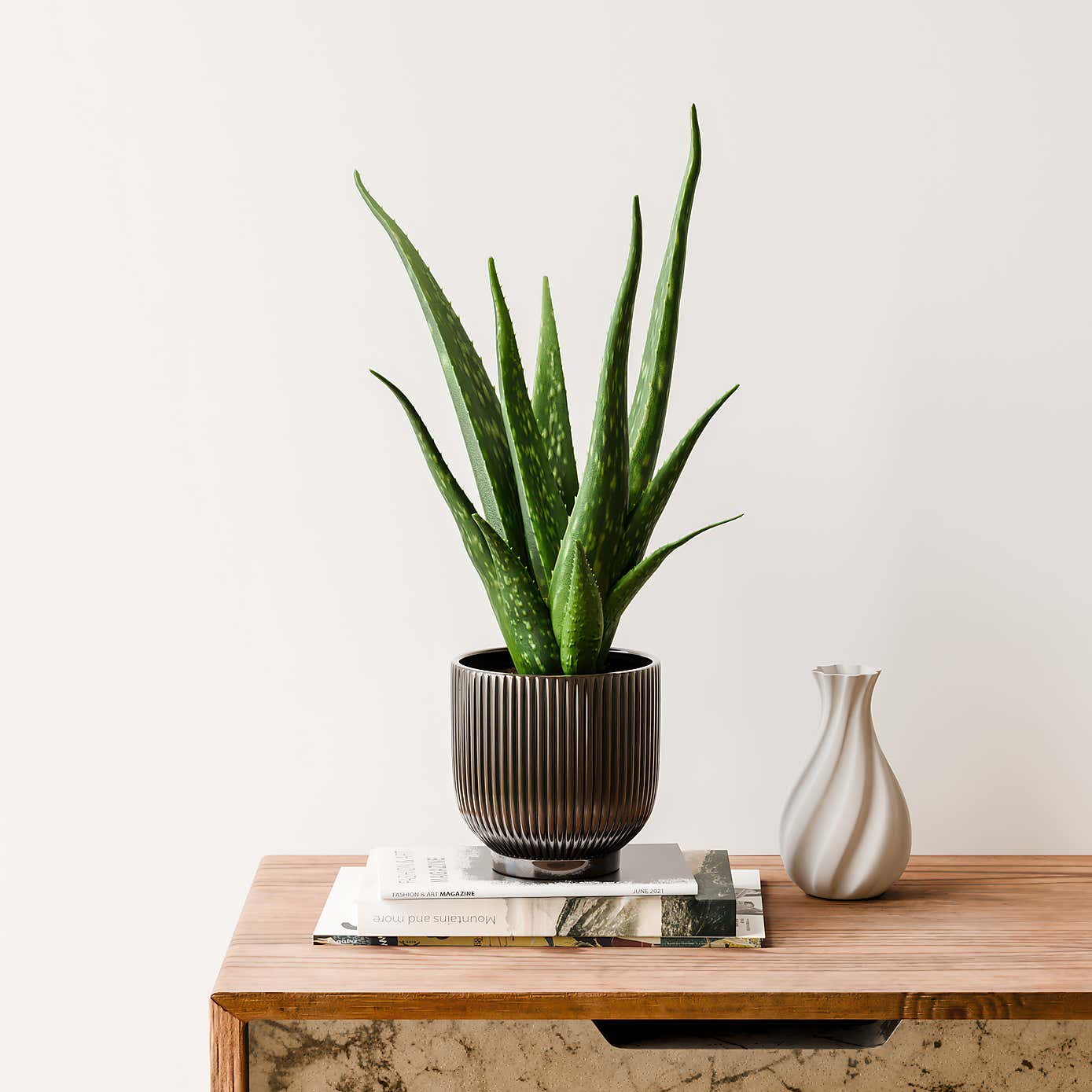 Aloe Vera House Plant in Ribbed Ceramic Pot