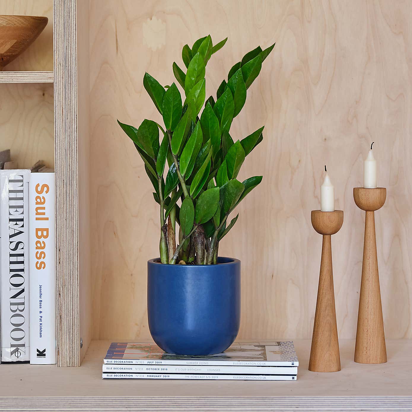 ZZ House Plant in Earthenware Pot