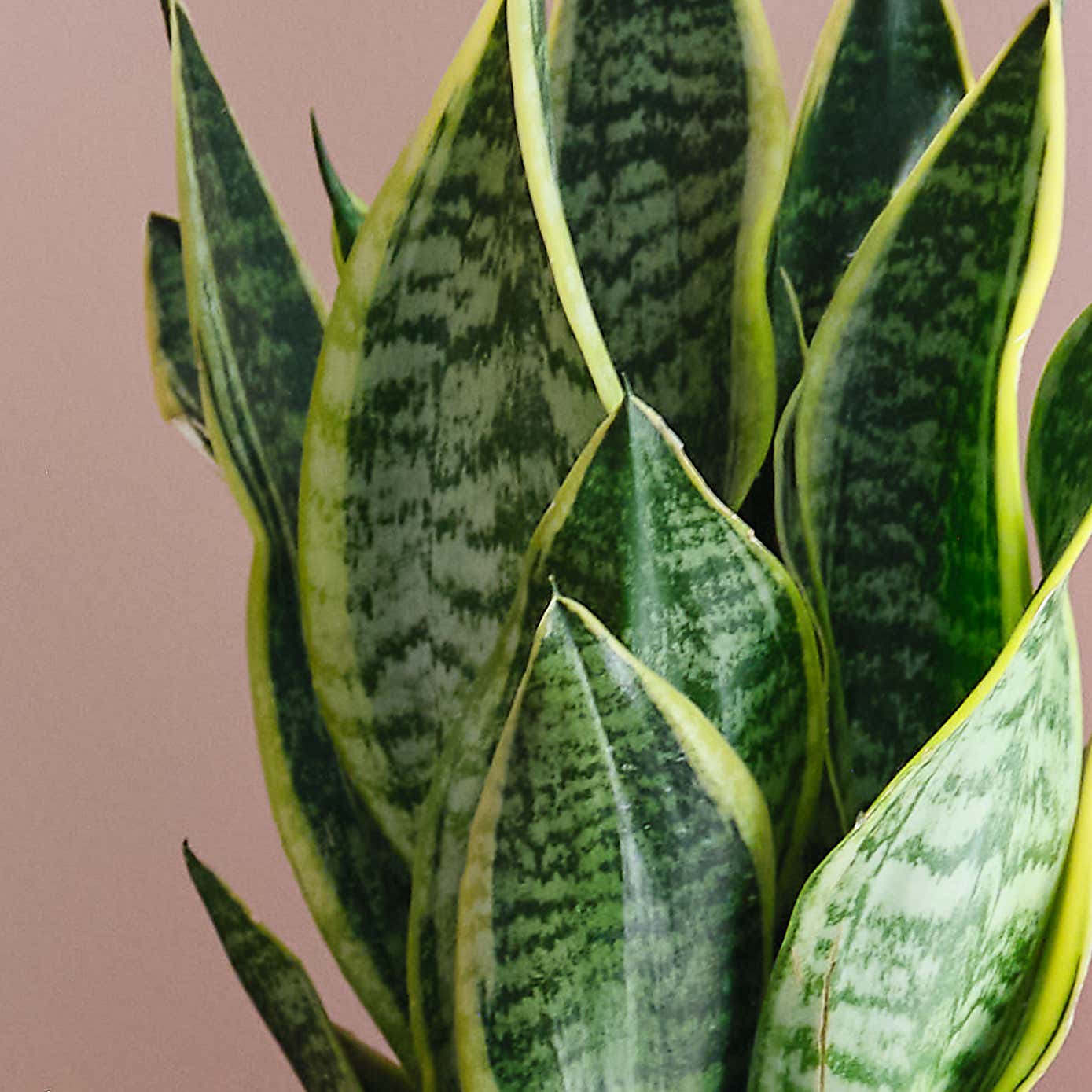 Sunny Potted House Plant Bundle