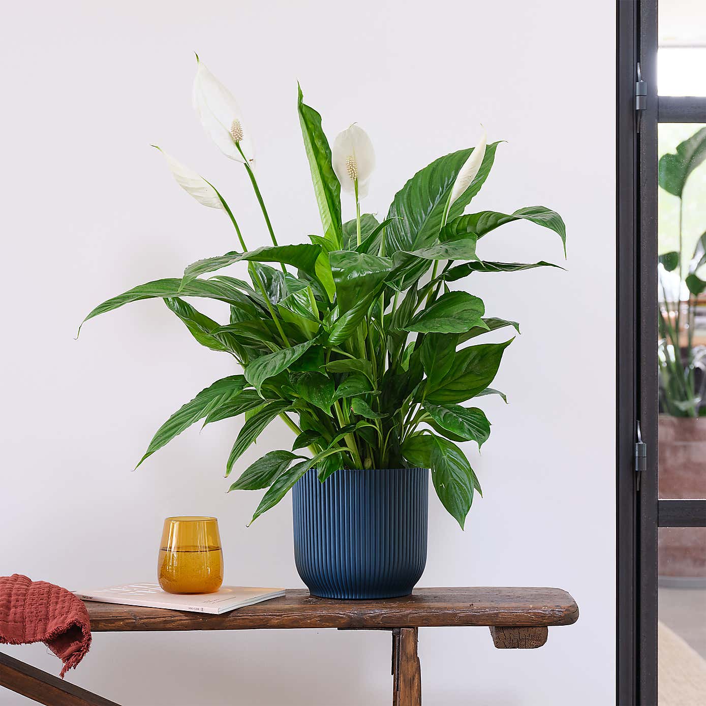 Peace Lily House Plant in Elho Pot