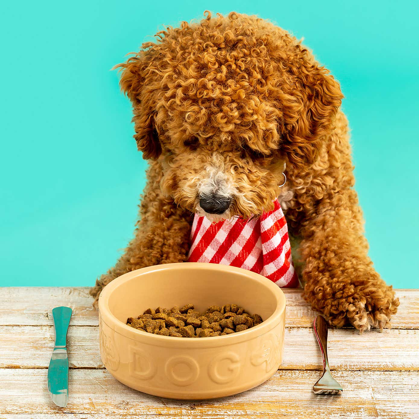 Mason Cash Set of 2 Food and Water Dog Bowls