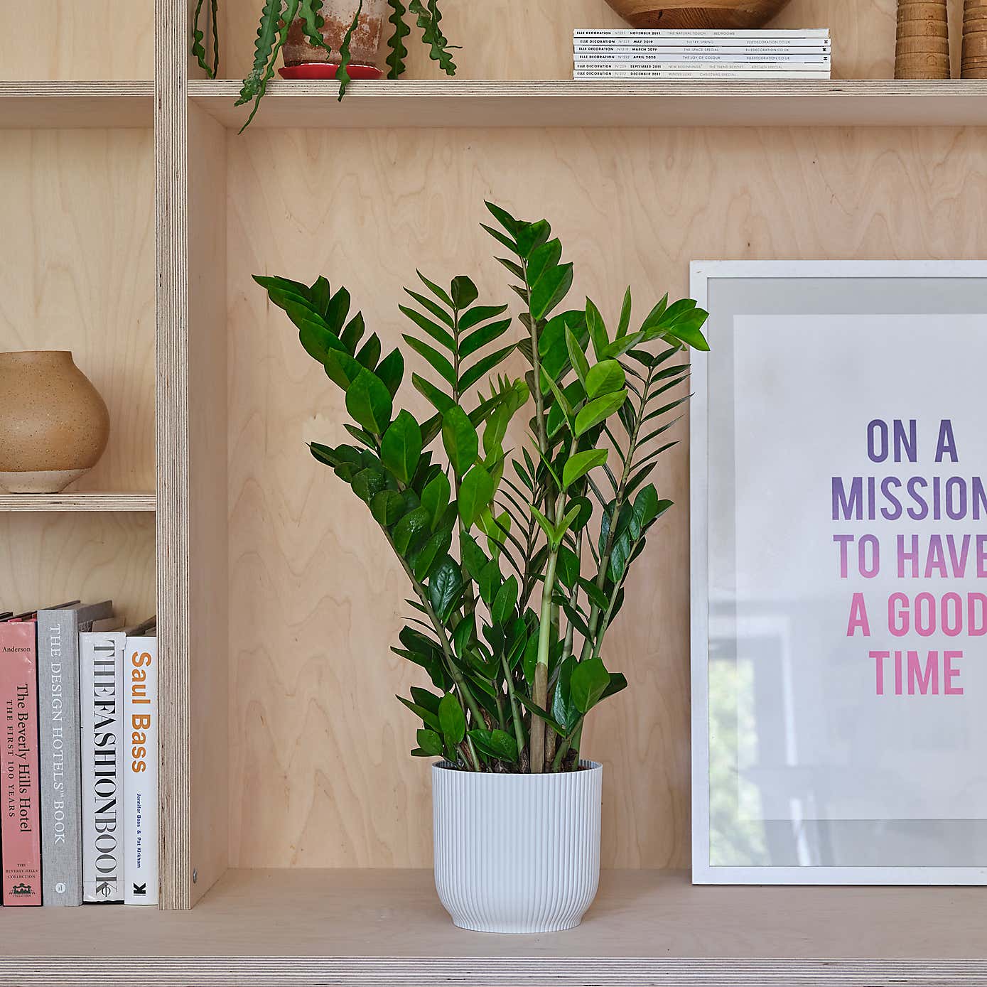 ZZ House Plant in Elho Pot