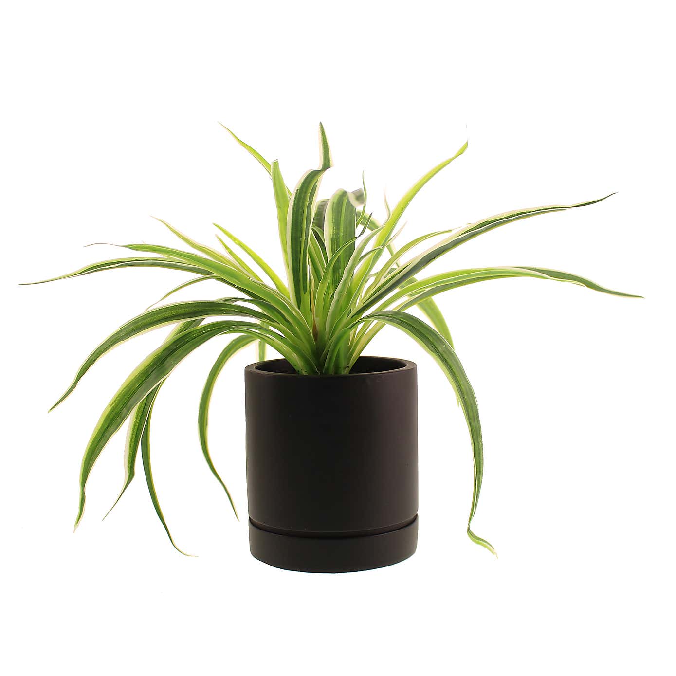 Artificial Spider Plant in Black Cement Plant Pot