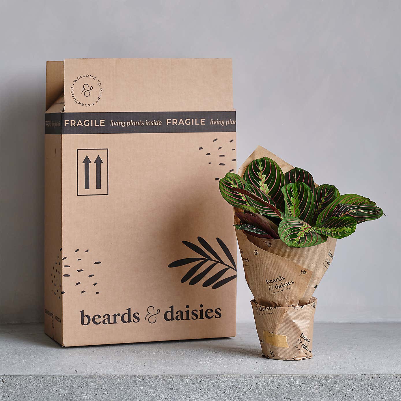 Chinese Money House Plant in Elho Pot