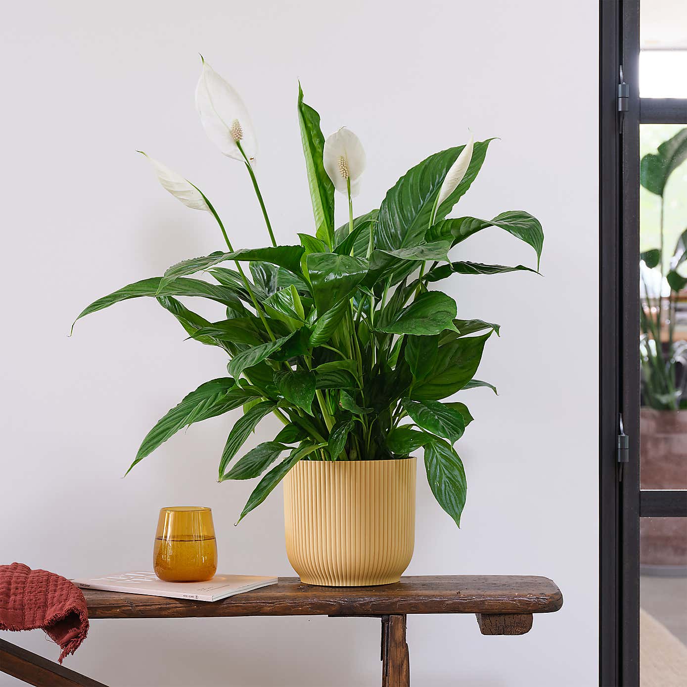 Peace Lily House Plant in Elho Pot
