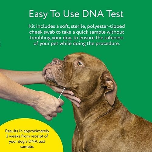 Dna My Dog Essential Test – Breed ID Test Mixed Breed Identification Personality Traits for Puppies to Adult Dogs Non-Invasive Cheek Swab