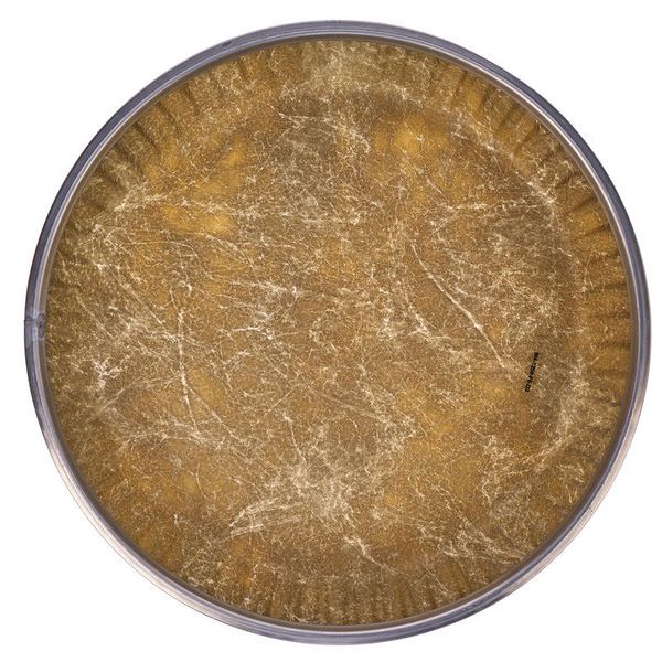 Remo 12,5" Symmetry Fiberskyn D3