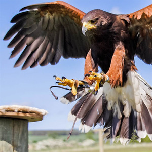 3 Hour Falconry Gift Experience - Red by Find Me A Gift