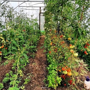 18Ft Heavy Duty Polytunnel Kit - Professional Greenhouse by Direct Polytunnels