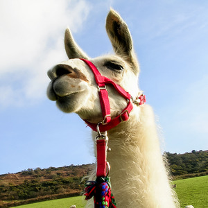 Animal Encounter Gift Experience - Red by Find Me A Gift