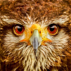 3 Hour Falconry Gift Experience - Red by Find Me A Gift