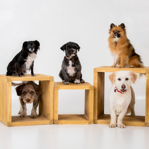 Pet Portrait Gift Experience - Pink by Find Me A Gift