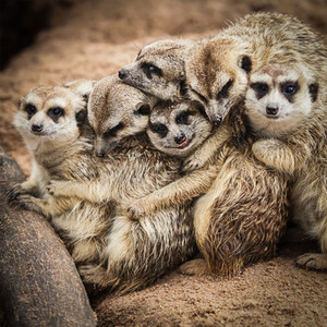 Meerkat Encounter for Two Gift Experience - Red by Find Me A Gift