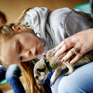 2 for 1 Meet The Meerkats Gift Experience - White by Buyagift