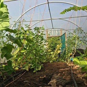 10ft Straight Sided Polytunnel Kit, Heavy Duty Professional Greenhouse by Direct Polytunnels