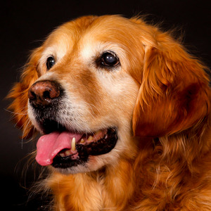 Pet Portrait Gift Experience - Pink by Find Me A Gift