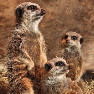 2 for 1 Meet The Meerkats Gift Experience - White by Buyagift