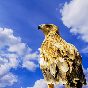 3 Hour Falconry Gift Experience - Red by Find Me A Gift