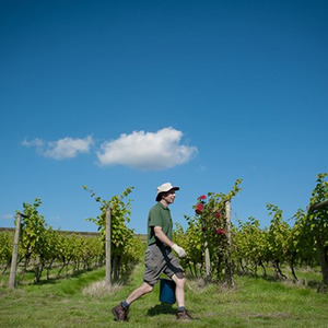Vineyard Tour and Tasting with Lunch or Afternoon Tea for Two Gift Experience - White by Buyagift