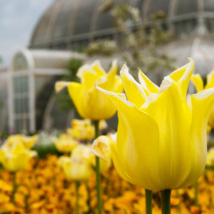 Visit to Kew Gardens and Palace for Two Gift Experience - White by Buyagift