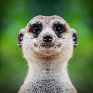 Meerkat Encounter for Two Gift Experience - Red by Find Me A Gift