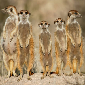 Meerkat Encounter for Two Gift Experience - Red by Find Me A Gift