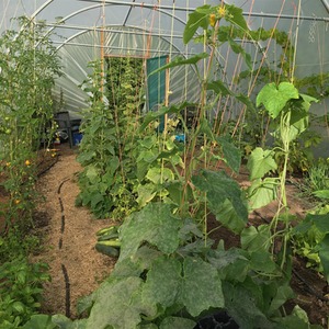 10ft Straight Sided Polytunnel Kit, Heavy Duty Professional Greenhouse by Direct Polytunnels