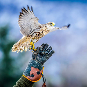 3 Hour Falconry Gift Experience - Red by Find Me A Gift