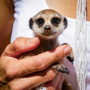 Meerkat Encounter for Two Gift Experience - Red by Find Me A Gift