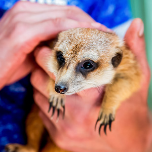 Animal Encounter Gift Experience - Red by Find Me A Gift