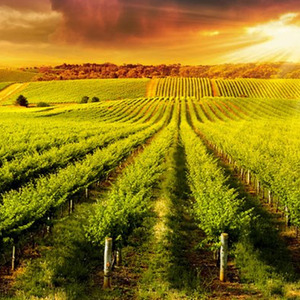 Vineyard Tour and Tasting with Lunch or Afternoon Tea for Two Gift Experience - White by Buyagift
