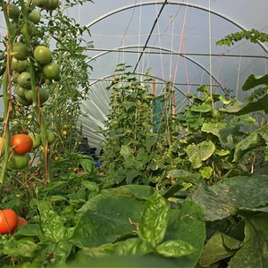 10ft Straight Sided Polytunnel Kit, Heavy Duty Professional Greenhouse by Direct Polytunnels