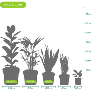 Phoenix Canariensis Palm Tree by Gardeners Dream