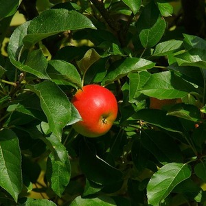 Apple Queen Cox Fruit Tree 6ft, 12L Pot by Directplants - Orange by Direct Plants
