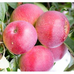 Apple Tydemans Early Worcester Fruit Tree 6ft, 12L Pot by Directplants - Red by Direct Plants