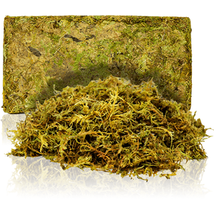 Swell Reptiles Terrarium Moss by Swell Reptiles