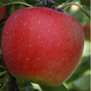 Apple Worcester Pearmain Fruit Tree 6ft, 12L Pot by Directplants - Red by Direct Plants
