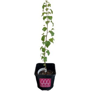 Silver Birch Tree Betula Pendula - Brown / 30-60cm Tall by Cotswold Trees