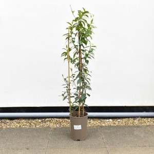 Trachelospermum jasminoides Star Jasmine by Thompson & Morgan