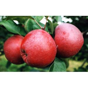 Apple Spartan Fruit Tree 6ft, 12L Pot by Directplants - Red by Direct Plants
