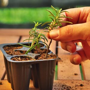 Laeto Your Signature Garden Seed, Cutting Potting Compost - White / 20l by Laeto