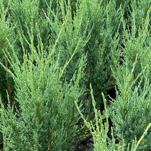 5x Juniperus Skyrocket Trees Rocky Mountain Juniper 2ft in a 3L Pots - Green by Direct Plants
