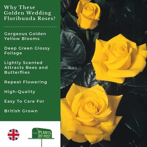 Golden Wedding Rose Bush - Deep Golden Yellow