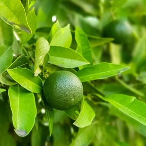 Lime Citrus Fruit Tree by Thompson & Morgan