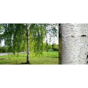Betula Pendula Silver Birch Tree Plant - Green by Direct Plants