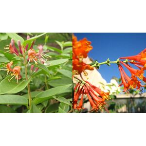 Lonicera Henryii Evergreen Honeysuckle Plant 3-4ft 3L Pot - green by Direct Plants