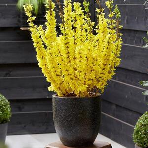 Forsythia Intermedia 'Minigold' at 60cm tall in a 23 Litre pot - Yellow by Direct Plants