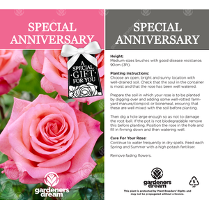 Special Anniversary Rose Bush - Pink by Gardeners Dream