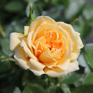 Happy Birthday Floribunda Rose in 5.5L Pot - Cream Blooms Gift Plant - Bright Yellow by Plants By Post
