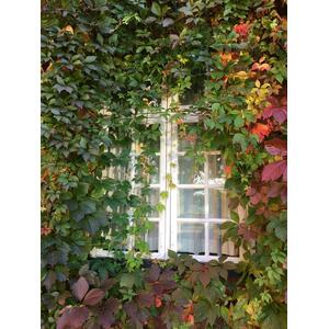 Virginia Creeper Parthenocissus 3-4ft 3L Pot - Green by Direct Plants